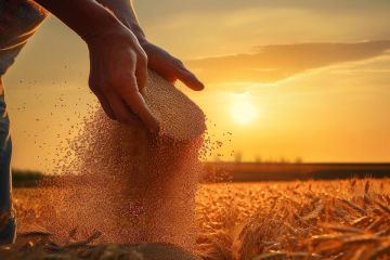 Tarlaya Konteyner Koymak